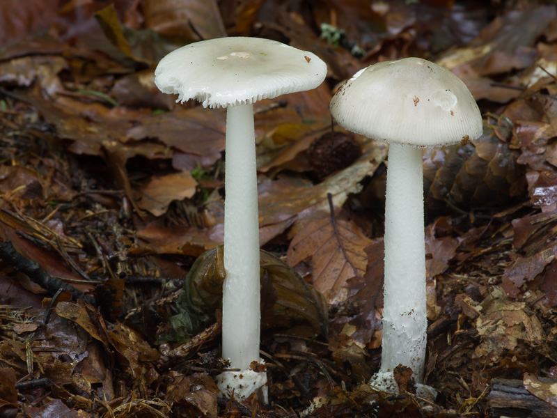 Amanita vladimirii